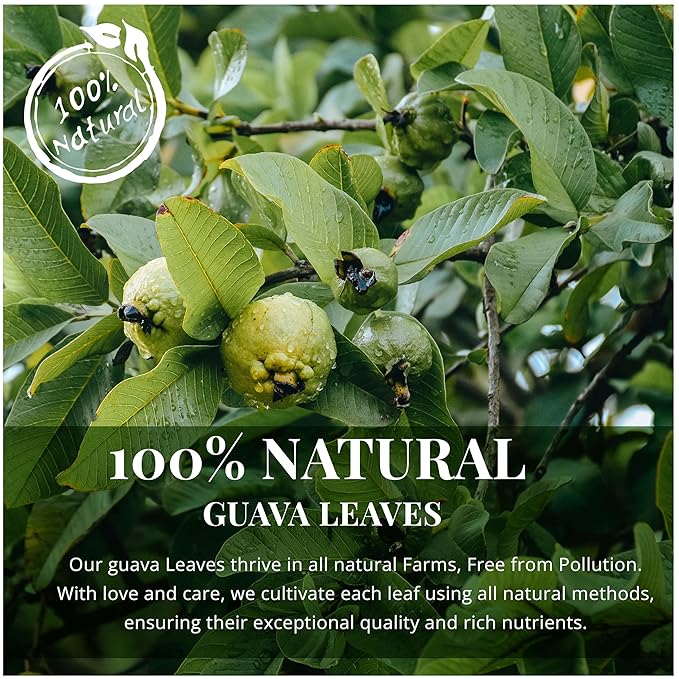 Dried Guava Leaves 2.6oz – Loose Leaf Herbal Tea for Digestion & Immunity | Non-GMO, Vegan