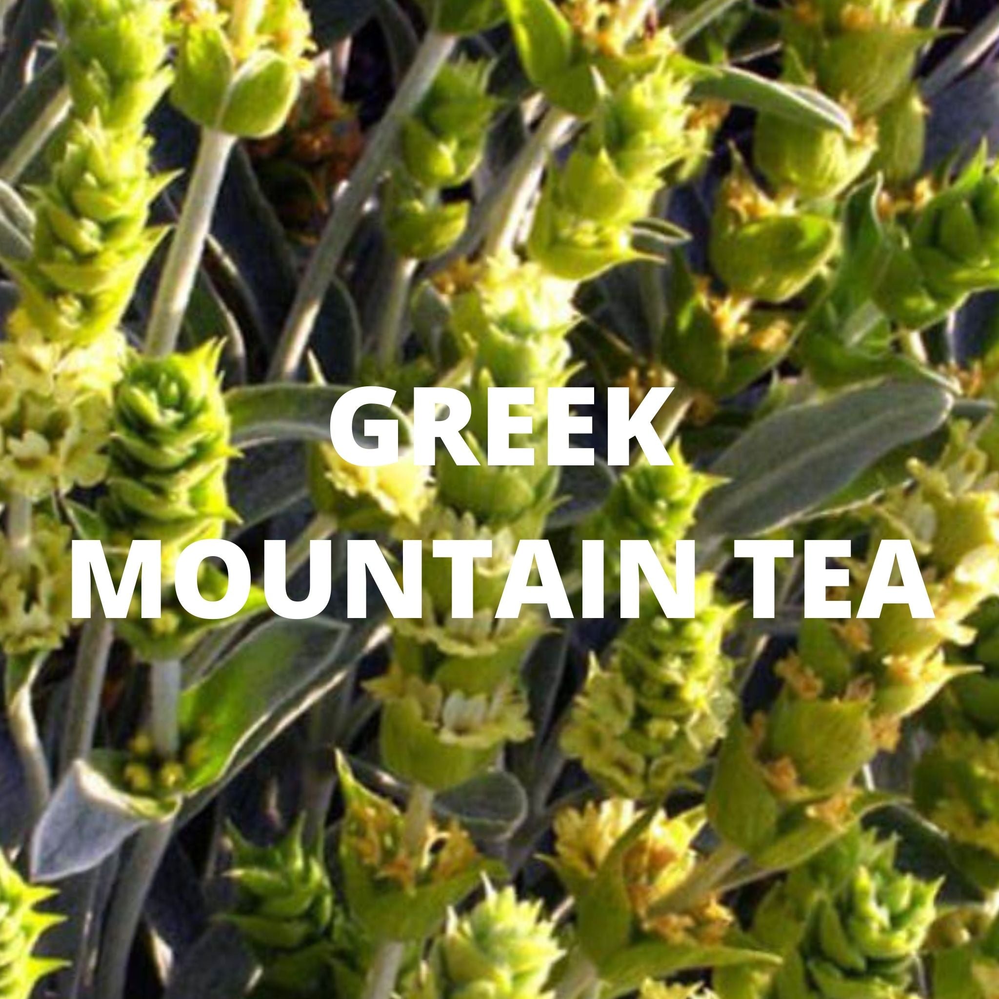 Immune Tea